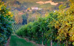 Notte Italiana  Winery Image