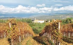 Cerbaia Winery Image