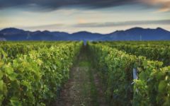 Giesen Ridge Block Vineyard Winery Image