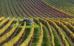 Faiveley Winery Image