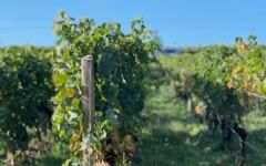 Chateau Croix de Labrie Winery Dog Winery Image