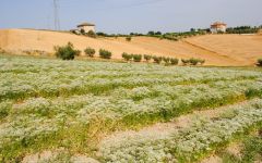 Meletti Anise in Bloom Winery Image