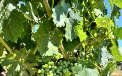 Calculated Risk Veraison Begins Winery Image