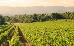 Commanderie de la Bargemone La Bargemone  Winery Image