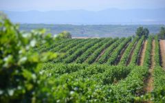 El Coto de Rioja Winery Image