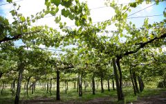 La Cana Winery Image