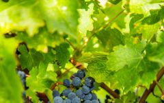 Hickinbotham Old Vine Cluster Winery Image