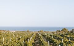 Hampton Water The Winemaking Process Winery Image