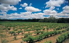 Penfolds Wines Penfolds Block 42, Kalimna Vineyard Winery Image