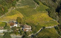 Cantina Terlan Aerial View of Terlano's Vineyards Winery Image