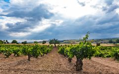 Aalto Ribera del Duero at Dusk Winery Image