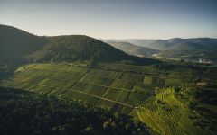 Rebholz Winery Image