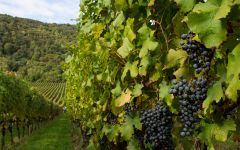 Inama Inama Carmenere Vineyards Winery Image