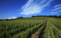 Garofoli Verdicchio vineyard in Montecarotto Winery Image