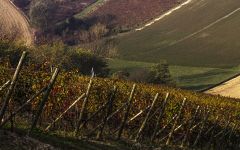 Coppo Castel Nuovo Calcea Winery Image