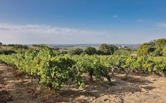 Domaine Galuval Old Vines Winery Image