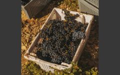 Villota Hand Harvested Winery Image