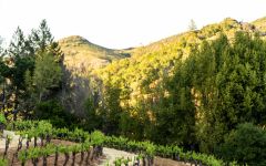 Far Mountain Winding Rows on Alta Vista Winery Image
