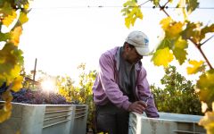 Mayacamas Harvest at Mayacamas Winery Image