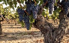 Buck Summit Old Vine Zinfandel at its Finest Winery Image