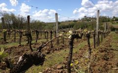 Tour Saint Christophe Winery Image