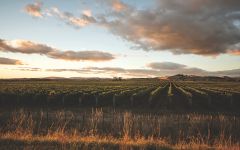 Villa Maria Keltern Vineyard Winery Image