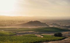 Kosta Browne Gaps Crown Vineyard Winery Image