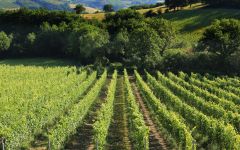 Tenuta Grimaldi Verdicchio Winery Image