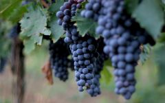 Castello Romitorio Sangiovese Grapes Winery Image