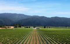 Babich Pennarth Farm Vineyard Winery Image