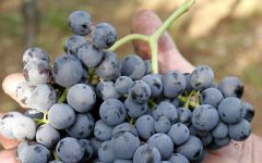 Michele Castellani Michele Castellani Corvina Grape Winery Image