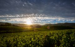 Faust Coombsville Sunrise Winery Image