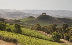 Regaleali Tenuta Regaleali Vineyards Winery Image