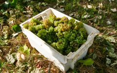Mapreco Mapreco Vinho Verde Grapes Winery Image
