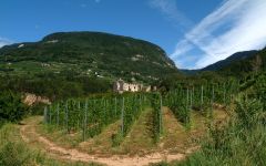 Kris KRIS Vineyard Winery Image