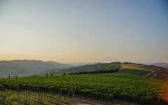 Pasqua Montevegro Vineyard Winery Image