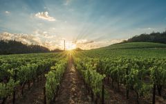 Neyers Neyers Vineyard Winery Image