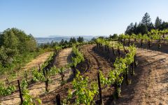 Far Mountain Alta Vista Vineyard Winery Image