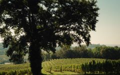 Mouton Cadet Winery Image