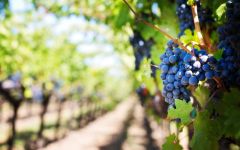 Domaine Gilles Coperet Sustainable Winery Image