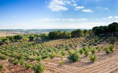Matsu Matsu Vineyard Winery Image