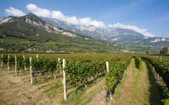 Nals Margreid Vineyards in the town of Margreid Winery Image
