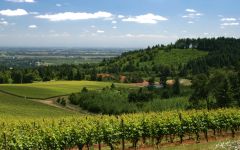 Argyle Knudsen Vineyard, Dundee Hills Winery Image