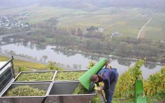 Dr. Loosen Winery Image