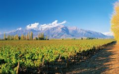 Don Melchor Don Melchor Vineyard Winery Image