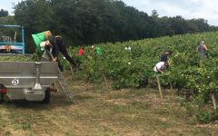 Chereau Carre Hand harvesting at Chereau Carre Winery Image