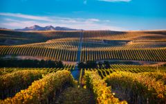 Yealands Winery Image