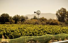 Lincourt Vineyards  Winery Image