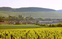 Domaine Laroche Grand Cru Les Clos Vineyard Winery Image