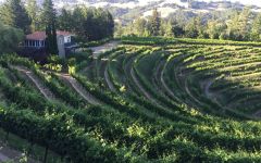 Adobe Road  The Harris Estate Vineyards Winery Image